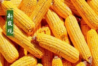 玉米期货价格下跌原因(玉米期货价格下跌原因是什么) (https://www.njaxzs.com/) 原油期货 第1张