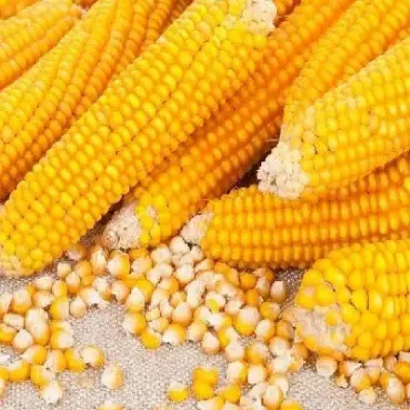 玉米期货走出历史级别行情(玉米期货创6年来新高) (https://www.njaxzs.com/) 期货投资 第1张