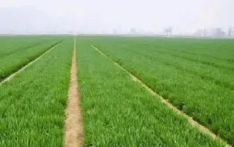 小麦期货以什么为单位(小麦期货叫什么) (https://www.njaxzs.com/) 原油期货 第1张