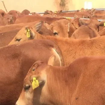 活牛期货标准合约(活牛期货交易) (https://www.njaxzs.com/) 期货开户 第1张