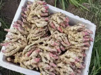 生姜期货发展(生姜期货发展现状) (https://www.njaxzs.com/) 期货行情 第1张