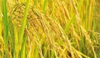 稻谷期货成较少(稻谷期货行情) (https://www.njaxzs.com/) 期货行情 第1张