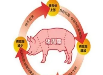 为什么生猪期货不上市(为什么生猪期货不上市了) (https://www.njaxzs.com/) 原油期货 第1张