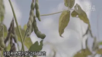 大豆期货大涨了(大豆期货大涨了吗) (https://www.njaxzs.com/) 内盘期货 第1张