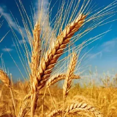 小麦期货风险(小麦期货风险分析) (https://www.njaxzs.com/) 期货开户 第1张