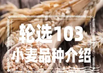 小麦期货是什么品种(小麦期货是什么品种的) (https://www.njaxzs.com/) 期货投资 第1张