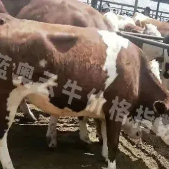 活牛期货交割(活牛期货交割时间表) (https://www.njaxzs.com/) 期货直播间 第1张