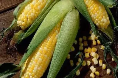 玉米期货平仓好平吗(期货玉米平仓要手续费吗) (https://www.njaxzs.com/) 期货投资 第1张