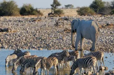 和大象期货一样的(大象期货可信吗) (https://www.njaxzs.com/) 期货行情 第1张