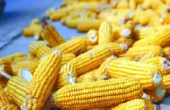 玉米期货有望走出底部(玉米期货有望走出底部市场吗) (https://www.njaxzs.com/) 黄金期货 第1张