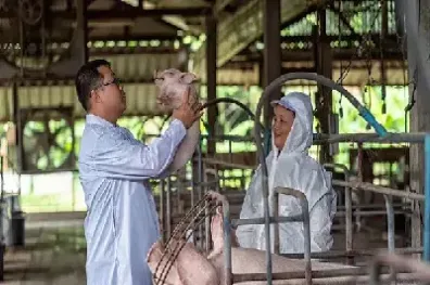 生猪期货现在可以做空吗(生猪期货做空是什么意思) (https://www.njaxzs.com/) 内盘期货 第1张