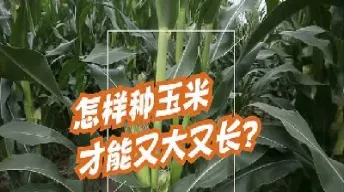 新手怎样做期货玉米(怎样做玉米期货最好) (https://www.njaxzs.com/) 期货直播间 第1张