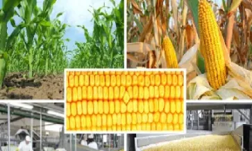 为什么期货用实物交割(股指期货交割日怎么实物交割) (https://www.njaxzs.com/) 内盘期货 第1张