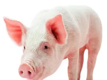 生猪期货标的是猪肉还是活猪(生猪期货标的是猪肉还是毛猪) (https://www.njaxzs.com/) 原油期货 第1张