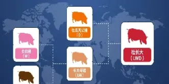 国内生猪期货交易对市场的影响(生猪期货交易对养猪企业影响) (https://www.njaxzs.com/) 原油期货 第1张