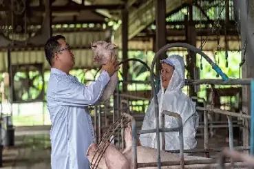 新手可以买生猪期货吗(生猪期货需要开通权限吗) (https://www.njaxzs.com/) 期货开户 第1张