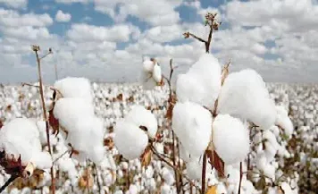 棉花期货套保总结(棉花期货套保实例) 黄金期货 第1张-爱新财经 棉花期货套保总结(棉花期货套保实例) (https://www.njaxzs.com/) 黄金期货 第1张