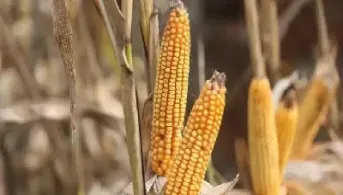 期货玉米做一生(期货做玉米怎么样) (https://www.njaxzs.com/) 内盘期货 第1张