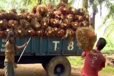 天津棕榈油期货(天津棕榈油期货实时行情) (https://www.njaxzs.com/) 内盘期货 第1张