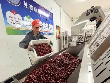 红枣期货保驾护航(红枣期货每周报告) (https://www.njaxzs.com/) 原油期货 第1张