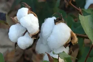 期货棉花和什么有关联(期货棉花行情与哪个相关) (https://www.njaxzs.com/) 内盘期货 第1张