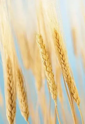 最新小麦期货报价(最新小麦期货行情走势) (https://www.njaxzs.com/) 原油期货 第1张