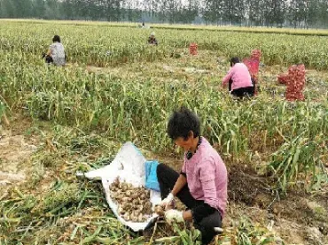 大蒜期货会涨吗(大蒜期货有风险吗) (https://www.njaxzs.com/) 期货投资 第1张