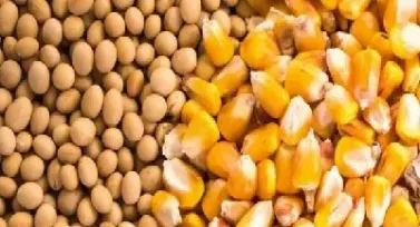 玉米期货2205和2209有什么区别(玉米期货2105什么意思) (https://www.njaxzs.com/) 期货直播间 第1张