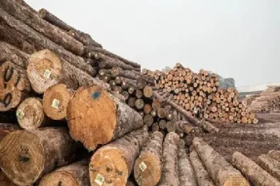 美国有木材期货品种吗(欧美木材期货市场) (https://www.njaxzs.com/) 期货投资 第1张