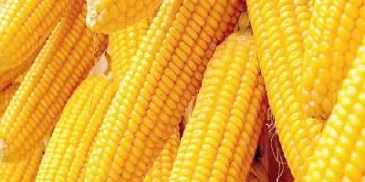 玉米期货受哪些影响(玉米期货受哪些影响最大) (https://www.njaxzs.com/) 期货直播间 第1张