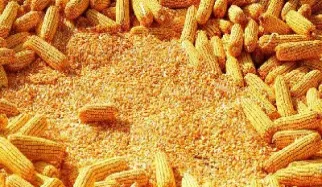 玉米期货周三下挫(玉米期货涨跌逻辑) (https://www.njaxzs.com/) 黄金期货 第1张