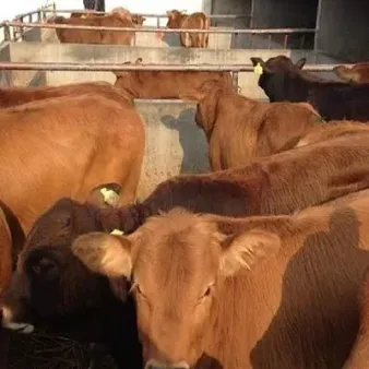 活牛期货有哪些品种(活牛期货的标准) (https://www.njaxzs.com/) 原油期货 第1张