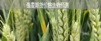 小麦期货受什么影响(小麦期货受什么影响最大) (https://www.njaxzs.com/) 原油期货 第1张
