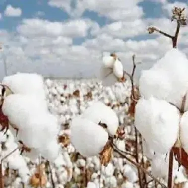 棉花期货上行动力充足(棉花期货上涨原因) (https://www.njaxzs.com/) 内盘期货 第1张