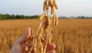 期货大豆是优质大豆吗(期货大豆是优质大豆吗为什么) (https://www.njaxzs.com/) 原油期货 第1张