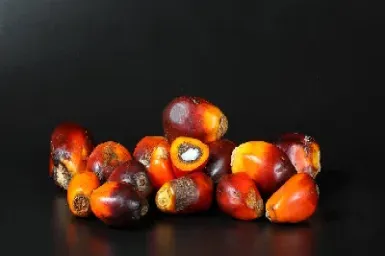 棕榈油期货的规则(棕榈油期货日内交易规则) (https://www.njaxzs.com/) 期货行情 第1张