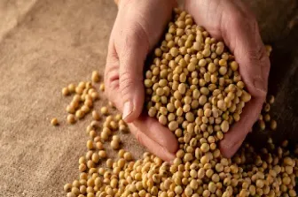 大豆期货为什么分豆一和豆二(期货里豆一和豆二的区别) (https://www.njaxzs.com/) 期货直播间 第1张