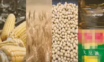 哪能查到大连大豆期货价(大连大豆期货实时行情) (https://www.njaxzs.com/) 期货投资 第1张