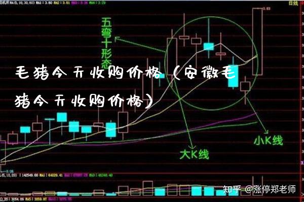 毛猪今天收购（安徽毛猪今天收购） (https://www.njaxzs.com/) 原油期货 第1张